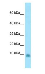 GNG13 Antibody - GNG13 antibody Western Blot of Rat Lung.  This image was taken for the unconjugated form of this product. Other forms have not been tested.