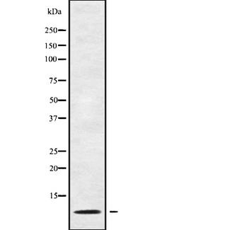 GNG13 Antibody - Western blot analysis GNG13 using HuvEc whole cells lysates