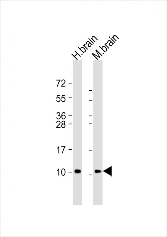 GNG2 Antibody - All lanes: Anti-GNG2 Antibody (N-Term) at 1:8000 dilution. Lane 1: human brain lysate. Lane 2: mouse brain lysate Lysates/proteins at 20 ug per lane. Secondary Goat Anti-Rabbit IgG, (H+L), Peroxidase conjugated at 1:10000 dilution. Predicted band size: 8 kDa. Blocking/Dilution buffer: 5% NFDM/TBST.