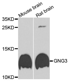 GNG3 Antibody - Western blot analysis of extracts of various cells.