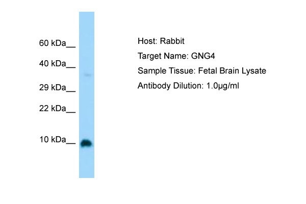 GNG4 Antibody -  This image was taken for the unconjugated form of this product. Other forms have not been tested.