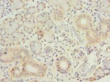 GNG4 Antibody - Immunohistochemistry of paraffin-embedded human pancreatic tissue using antibody at dilution of 1:100.