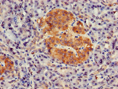 GNG4 Antibody - Immunohistochemistry of paraffin-embedded human pancreatic tissue using GNG4 Antibody at dilution of 1:100