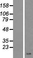 GNG4 Protein - Western validation with an anti-DDK antibody * L: Control HEK293 lysate R: Over-expression lysate