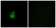 GNG5 Antibody - Immunofluorescence analysis of A549 cells, using GNG5 Antibody. The picture on the right is blocked with the synthesized peptide.