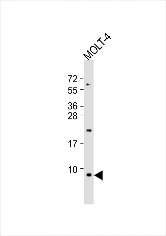 GNG5 Antibody - Anti-GNG5 Antibody (C-Term) at 1:1000 dilution + MOLT-4 whole cell lysate Lysates/proteins at 20 µg per lane. Secondary Goat Anti-Rabbit IgG, (H+L), Peroxidase conjugated at 1/10000 dilution. Predicted band size: 7 kDa Blocking/Dilution buffer: 5% NFDM/TBST.