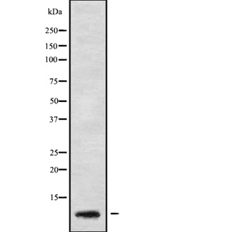 GNG5 Antibody - Western blot analysis GNG5 using HeLa whole cells lysates