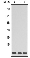 GNG5 Antibody - Western blot analysis of GNG5 expression in HEK293T (A); Raw264.7 (B); H9C2 (C) whole cell lysates.