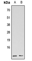 GNG5 Antibody - Western blot analysis of GBG5L expression in HEK293T (A); Raw264.7 (B) whole cell lysates.