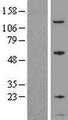 GNG5 Protein - Western validation with an anti-DDK antibody * L: Control HEK293 lysate R: Over-expression lysate