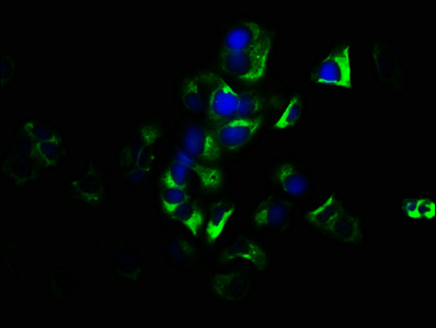 GNG7 Antibody - Immunofluorescence staining of MCF-7 cells with GNG7 Antibody at 1:133, counter-stained with DAPI. The cells were fixed in 4% formaldehyde, permeabilized using 0.2% Triton X-100 and blocked in 10% normal Goat Serum. The cells were then incubated with the antibody overnight at 4°C. The secondary antibody was Alexa Fluor 488-congugated AffiniPure Goat Anti-Rabbit IgG(H+L).