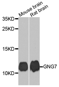 GNG7 Antibody - Western blot analysis of extracts of various cell lines, using GNG7 antibody at 1:1000 dilution. The secondary antibody used was an HRP Goat Anti-Rabbit IgG (H+L) at 1:10000 dilution. Lysates were loaded 25ug per lane and 3% nonfat dry milk in TBST was used for blocking. An ECL Kit was used for detection and the exposure time was 90s.