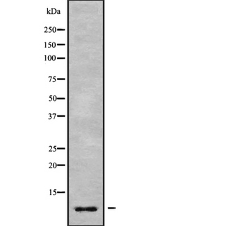 GNG7 Antibody - Western blot analysis GNG7 using Jurkat whole cells lysates