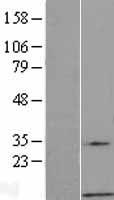 GNG7 Protein - Western validation with an anti-DDK antibody * L: Control HEK293 lysate R: Over-expression lysate