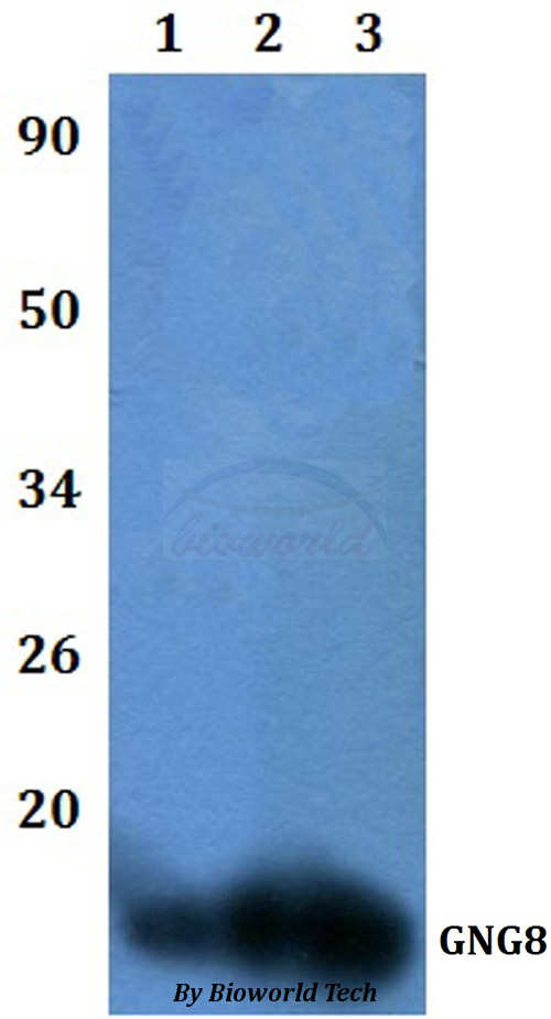 GNG8 Antibody - Western blot of GNG8 antibody at 1:500 dilution. Lane 1: HEK293T whole cell lysate. Lane 2: RAW264.7 whole cell lysate.