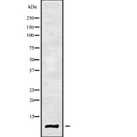 GNG8 Antibody - Western blot analysis GNG8 using HeLa whole cells lysates
