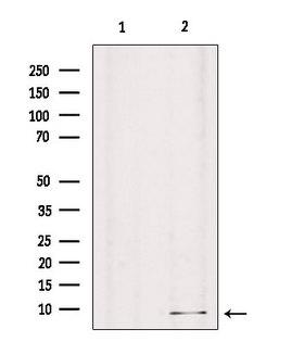 GNG8 Antibody - Western blot analysis of extracts of mouse brain tissue using GNG8 antibody. Lane 1 was treated with the blocking peptide.