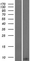 GNG8 Protein - Western validation with an anti-DDK antibody * L: Control HEK293 lysate R: Over-expression lysate
