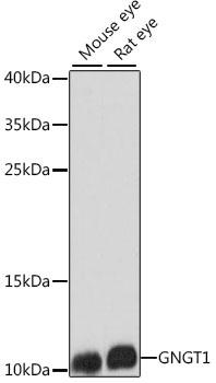 GNGT1 Antibody - Western blot analysis of extracts of various cell lines using GNGT1 Polyclonal Antibody at dilution of 1:1000.