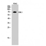 GNL1 Antibody - Western blot of GNL1 antibody