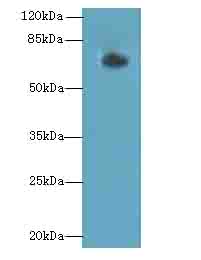 GNL1 Antibody - Western blot. All lanes: GNL1 antibody at 3 ug/ml+A40- whole cell lysate Goat polyclonal to rabbit at 1:10000 dilution. Predicted band size: 69 kDa. Observed band size: 69 kDa.