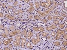 GNL1 Antibody - Immunochemical staining of human GNL1 in human kidney with rabbit polyclonal antibody at 1:100 dilution, formalin-fixed paraffin embedded sections.