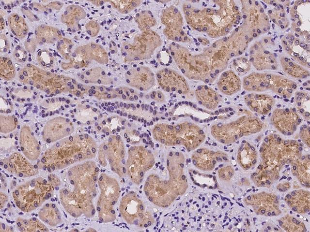 GNL1 Antibody - Immunochemical staining of human GNL1 in human kidney with rabbit polyclonal antibody at 1:100 dilution, formalin-fixed paraffin embedded sections.