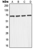 GNL1 Antibody - Western blot analysis of GNL1 expression in A431 (A); K562 (B); JAR (C); COLO205 (D) whole cell lysates.