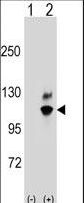 GNL2 Antibody - Western blot of GNL2 (arrow) using rabbit polyclonal GNL2 Antibody. 293 cell lysates (2 ug/lane) either nontransfected (Lane 1) or transiently transfected (Lane 2) with the GNL2 gene.