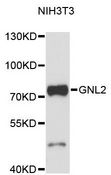 GNL2 Antibody - Western blot analysis of extracts of NIH/3T3 cells, using GNL2 antibody at 1:3000 dilution. The secondary antibody used was an HRP Goat Anti-Rabbit IgG (H+L) at 1:10000 dilution. Lysates were loaded 25ug per lane and 3% nonfat dry milk in TBST was used for blocking. An ECL Kit was used for detection and the exposure time was 90s.