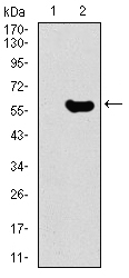 GNL3 / NS / Nucleostemin Antibody - Western blot using GNL3 monoclonal antibody against HEK293 (1) and GNL3 (AA: 1-226)-hIgGFc transfected HEK293 (2) cell lysate.