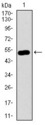 GNL3 / NS / Nucleostemin Antibody - Western blot using GNL3 monoclonal antibody against human GNL3 recombinant protein. (Expected MW is 51.9 kDa)