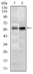 GNL3 / NS / Nucleostemin Antibody - Western blot using GNL3 mouse monoclonal antibody against NIH3T3 (1) and PC-3 (2) cell lysate.