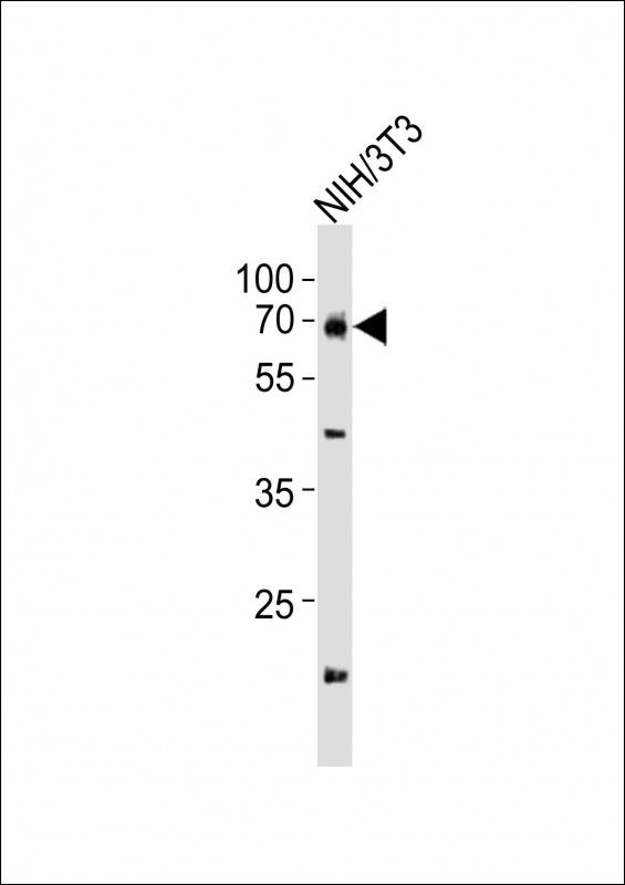 GNL3 / NS / Nucleostemin Antibody - Anti-Gnl3 Antibody at 1:1000 dilution + NIH/3T3 whole cell lysates Lysates/proteins at 20 ug per lane. Secondary Goat Anti-Rabbit IgG, (H+L), Peroxidase conjugated at 1/10000 dilution Predicted band size : 61 kDa Blocking/Dilution buffer: 5% NFDM/TBST.