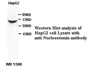 GNL3 / NS / Nucleostemin Antibody