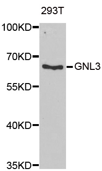 GNL3 / NS / Nucleostemin Antibody - Western blot analysis of extracts of 293T cells.