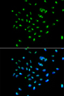 GNL3 / NS / Nucleostemin Antibody - Immunofluorescence analysis of A549 cells.