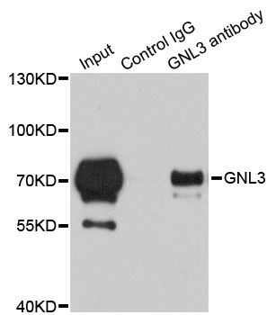 GNL3 / NS / Nucleostemin Antibody - Immunoprecipitation analysis of 200ug extracts of 293T cells.