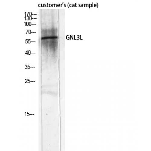 GNL3L Antibody - Western blot of GNL3L antibody