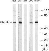 GNL3L Antibody - Western blot analysis of lysates from 293, HeLa, and HT-29 cells, using GNL3L Antibody. The lane on the right is blocked with the synthesized peptide.