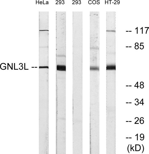 GNL3L Antibody - Western blot analysis of lysates from 293, HeLa, and HT-29 cells, using GNL3L Antibody. The lane on the right is blocked with the synthesized peptide.