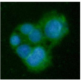 GNMT Antibody - ICC/IF analysis of GNMT in HepG2 cells line, stained with DAPI (Blue) for nucleus staining and monoclonal anti-human GNMT antibody (1:100) with goat anti-mouse IgG-Alexa fluor 488 conjugate (Green).