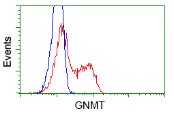 GNMT Antibody - HEK293T cells transfected with either pCMV6-ENTRY GNMT (Red) or empty vector control plasmid (Blue) were immunostained with anti-GNMT mouse monoclonal, and then analyzed by flow cytometry.