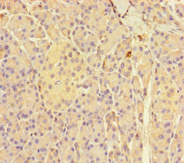 GNMT Antibody - Immunohistochemistry of paraffin-embedded human pancreatic tissue using GNMT Antibody at dilution of 1:100