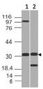 GNPDA1 Antibody - Fig-1: Expression analysis of GNPDA1. Anti-GNPDA1 antibody was used at 1 µg/ml on (1) h Testis and (2) h Kidney lysates