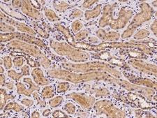 GNPDA1 Antibody - Immunochemical staining of human GNPDA1 in human kidney with rabbit polyclonal antibody at 1:100 dilution, formalin-fixed paraffin embedded sections.