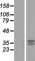 GNPDA1 Protein - Western validation with an anti-DDK antibody * L: Control HEK293 lysate R: Over-expression lysate