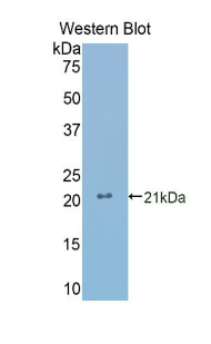 GNRH Antibody - Western blot of recombinant GNRH.  This image was taken for the unconjugated form of this product. Other forms have not been tested.