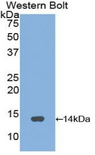 GNRH Antibody - Western blot of recombinant GNRH.  This image was taken for the unconjugated form of this product. Other forms have not been tested.