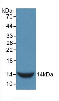 GNRH Antibody - Western Blot; Sample: Recombinant GnRH, Rat.